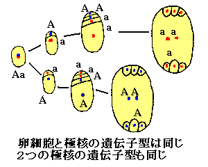 被子植物の配偶子形成と重複受精