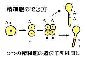 被子植物の配偶子形成と重複受精